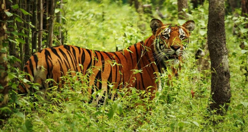 2 Days Chitwan Jungle Safari Tour from Pokhara/Kathmandu - Day 2 early walk and the return to Pokhara or Kathmandu
