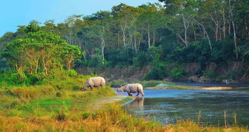 2 Days Chitwan Jungle Safari Tour from Pokhara/Kathmandu - What you should realistically expect to see