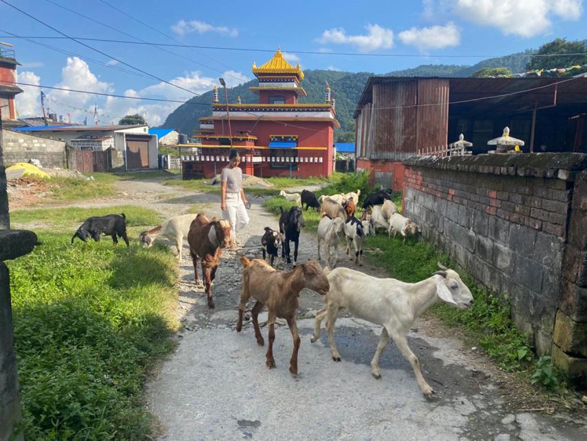 Afternoon Tibetan cultural tour - Why This Tibetan Cultural Tour in Pokhara Feels Personal