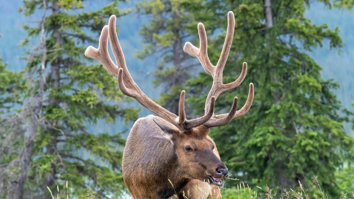 Banff/Canmore Moraine Lake & Lake Louise-Hike/Canoe/Sightsee - Guides and the small-group advantage: what makes the ride feel personal