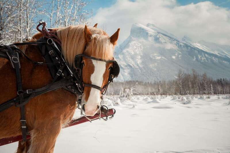 Banff: Family Friendly Horse-Drawn Sleigh Ride - Key highlights that make this Banff sleigh ride worth your time