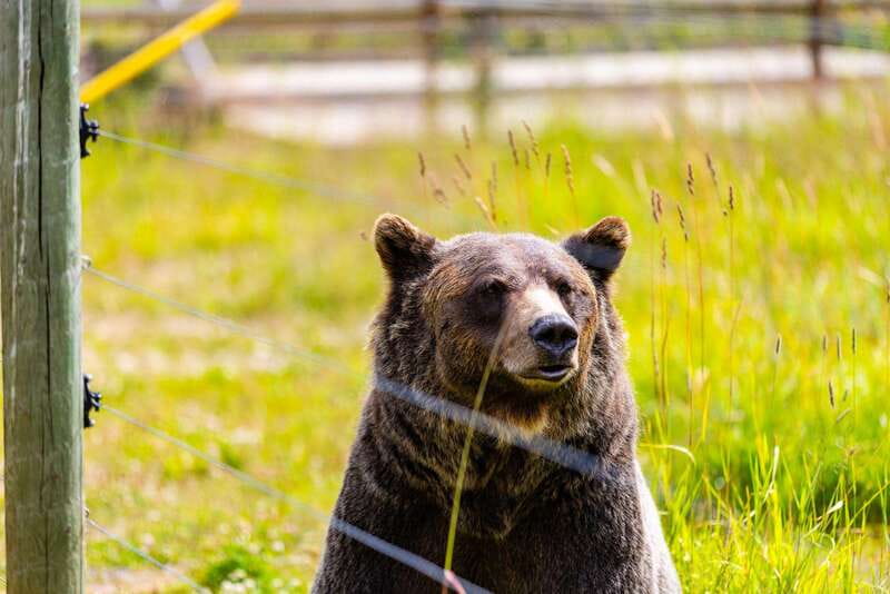 Banff: Grizzly Bear Refuge Tour with Lunch - Purcell Mountains Enclosed Gondola: Views With Less Sweat