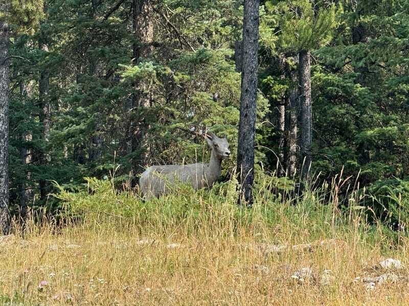 Banff: Lake Louise, Moraine, Emerald Lake & Johnston Canyon - Vermilion Lakes, Banff Town Stops, and Wildlife-Friendly Detours