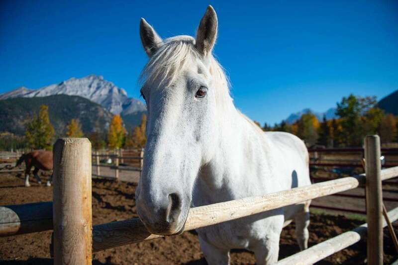 Banff: Wagon Ride with Cowboy Cookout BBQ - Key Highlights Worth Planning For