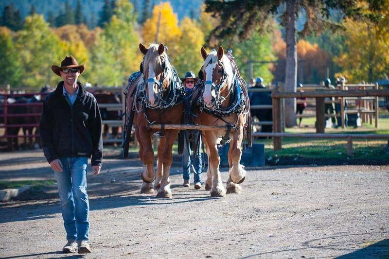 Banff: Wagon Ride with Cowboy Cookout BBQ - Warner Stables to the Bow River: the ride starts smooth