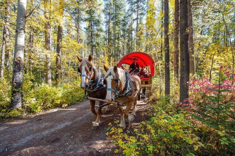 Banff: Wagon Ride with Cowboy Cookout BBQ - Sulphur Mountain Trail return ride: Windy Knoll views without the hike