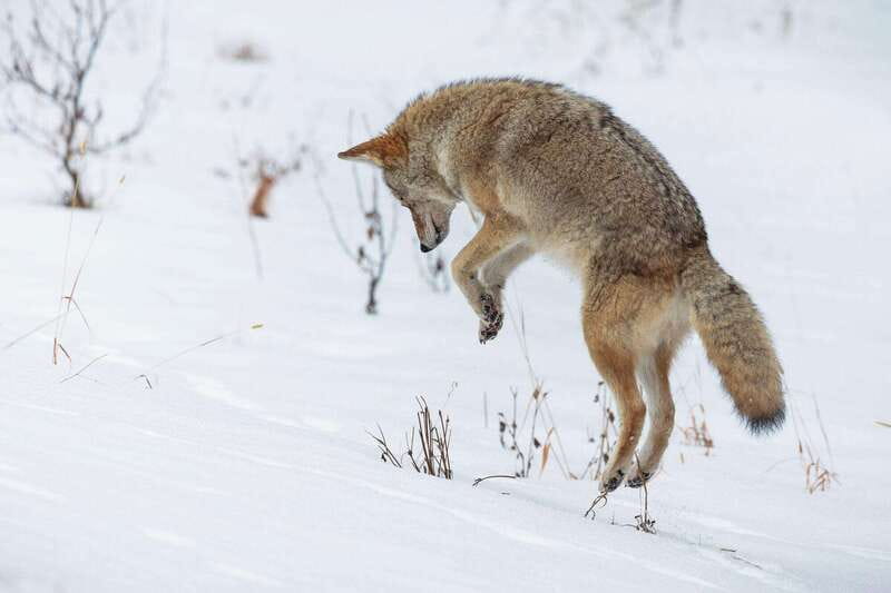 Banff: Winter Wilderness Walk with Wildlife Tracking - 2hrs - Cave and Basin: a convenient place to start your Banff winter walk