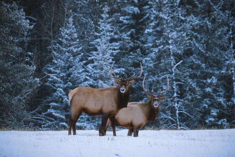 Banff: Winter Wilderness Walk with Wildlife Tracking - 2hrs - Reading winter animal signs: deer, coyotes, and snowshoe hare