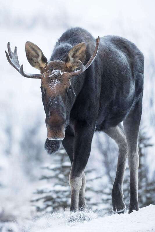 Banff: Winter Wilderness Walk with Wildlife Tracking - 2hrs - What’s included: guide value and winter gear support
