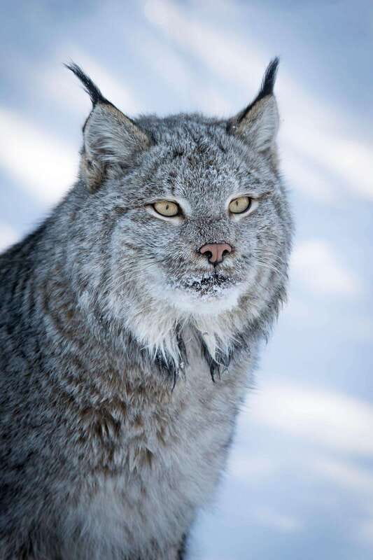 Banff: Winter Wilderness Walk with Wildlife Tracking - 2hrs - The 2-hour rhythm: what the walk feels like in winter
