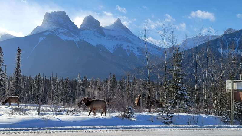 Calgary: Canmore, Banff, Lake Louise - Gondola Included - Banff Avenue plus Bow Falls: classic views with real free time