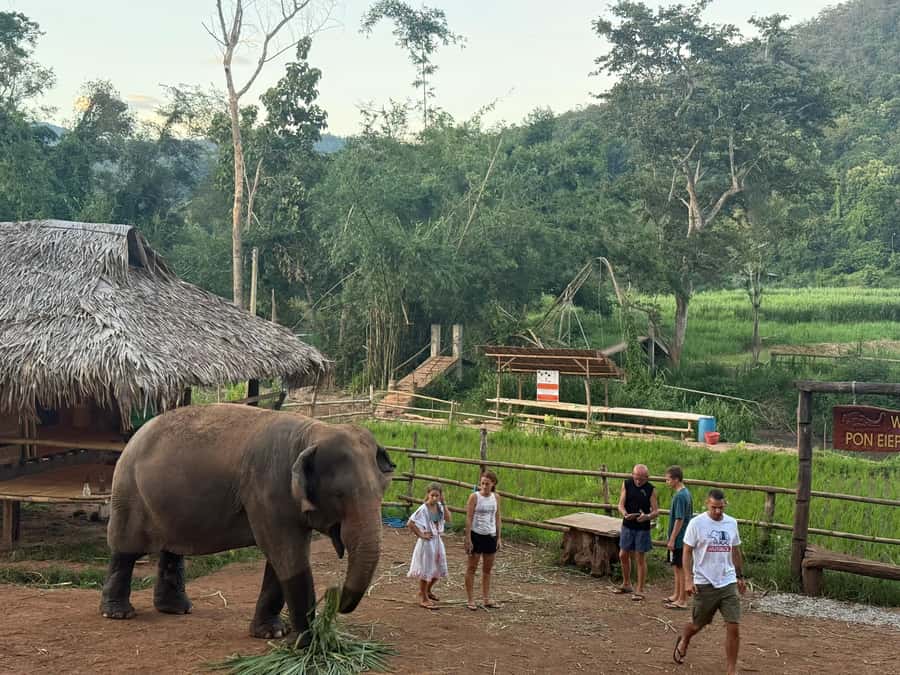 Chiang Mai 2-Day: Good Morning Elephant & Overnight Homestay - Why the overnight in Mae Wang changes everything