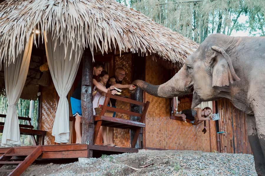 Chiang Mai 2-Day: Good Morning Elephant & Overnight Homestay - Day 1: elephants first, then homestay dinner under the trees