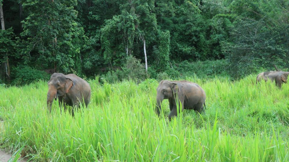 Chiang Mai: 2-Day Jungle Trek with Elephant Farm & Raft Ride - Rescued Elephants in the Jungle Sanctuary: Feeding and Bath Time