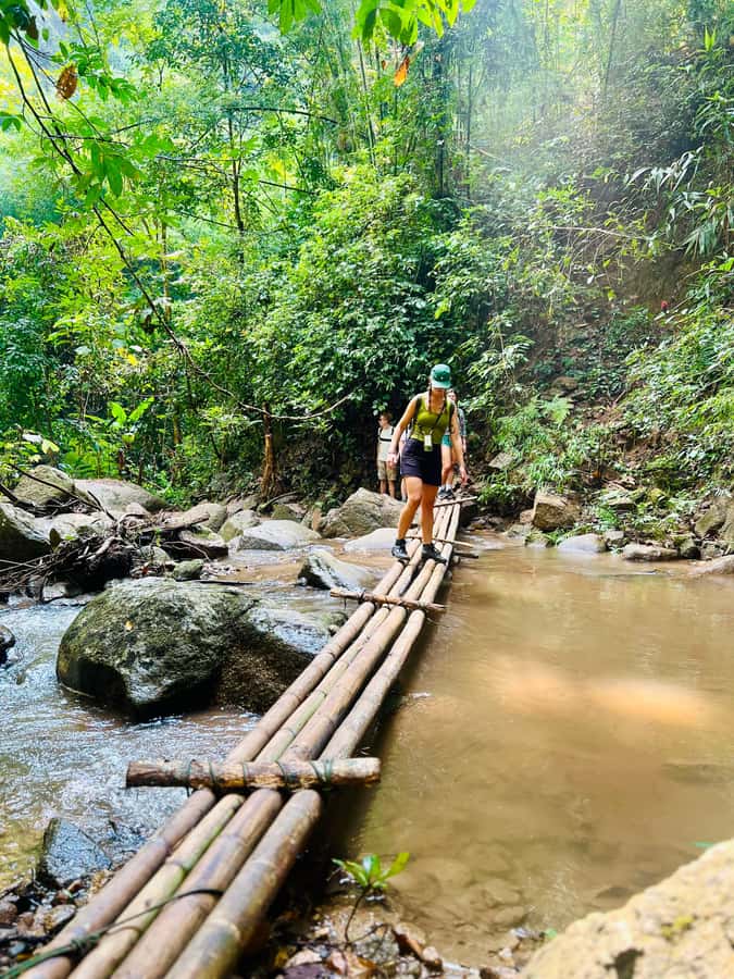 Chiang Mai 2-Day: Trekking, Tubing, Waterfalls & Elephant - Day 2: Breakfast, Elephant Feeding Time, and Back to Chiang Mai