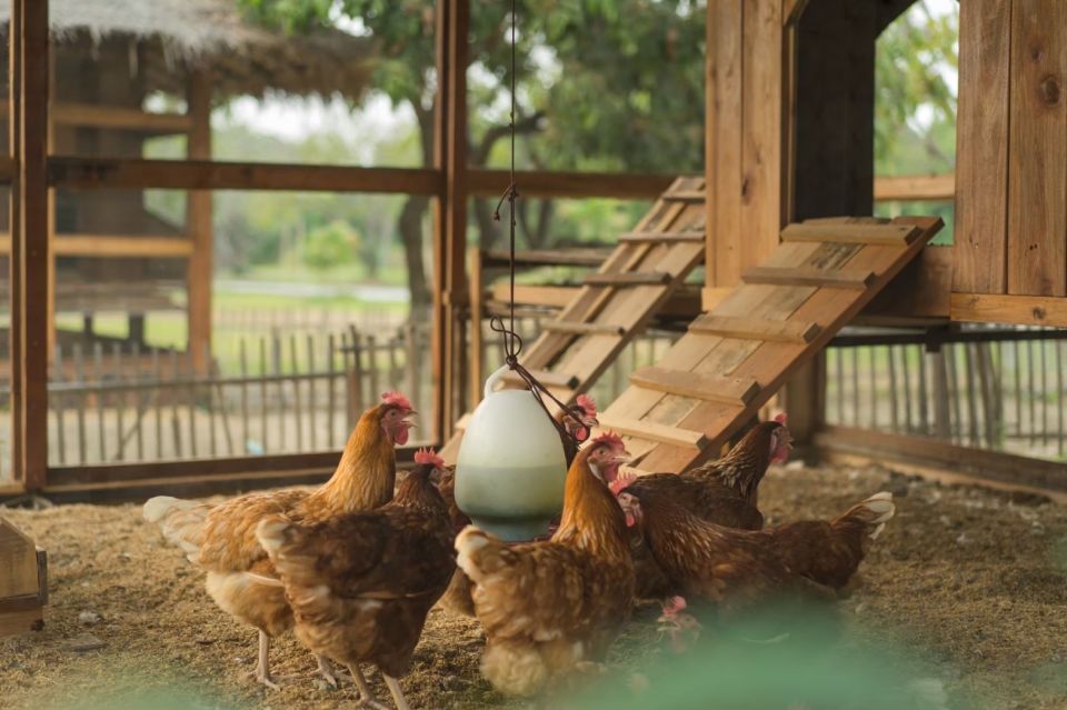 Chiang Mai: Authentic Thai Cooking Class and Farm Visit - Should You Book Grandma’s Home Cooking School?