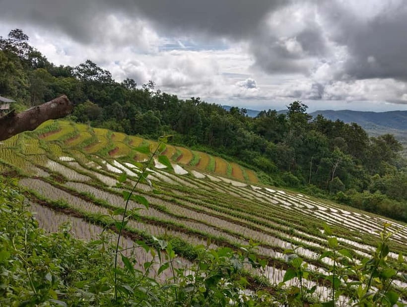 Chiang Mai Authentic Trekking - Forest lunch: a calm break with fresh air