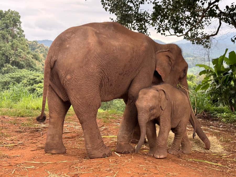 Chiang Mai: Doi Inthanon and Elephant Sanctuary Tour - Elephant Village Intro: Karen T-Shirts, Fruit Feeding, and Elephant Manners