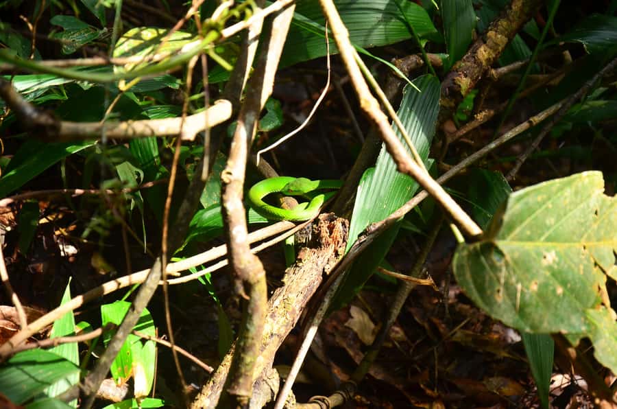 Chiang Mai: Doi Inthanon National Park Private Tour - The Trek Reality Check: Cloud Forest Walking vs Waterfalls and Terraces