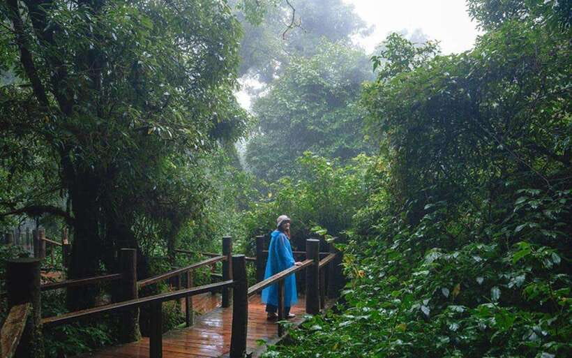 Chiang Mai: Doi Inthanon National Park Sightseeing Only - Coffee-and-tea moment at Ban Mae Klang Luang: why you should actually taste