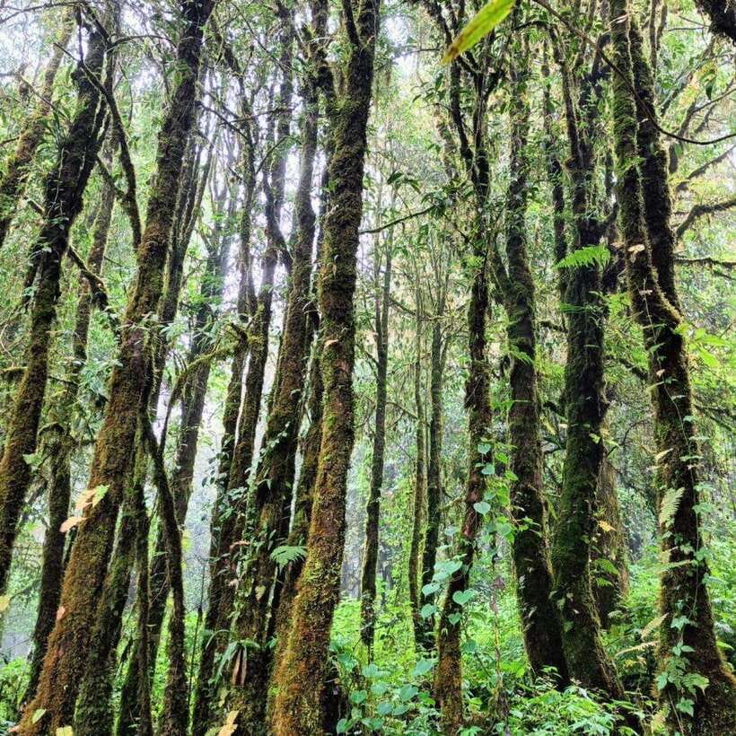Chiang Mai: Doi Inthanon National Park & Waterfall Day Tour - Mae Klang Luang: Karen terraces, coffee, and a calmer cultural moment
