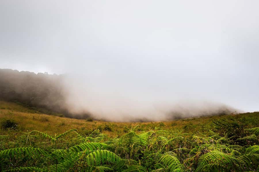 Chiang Mai: Doi Inthanon National Park, Waterfall & Lunch - Doi Inthanon feels like a climate change, not just a drive