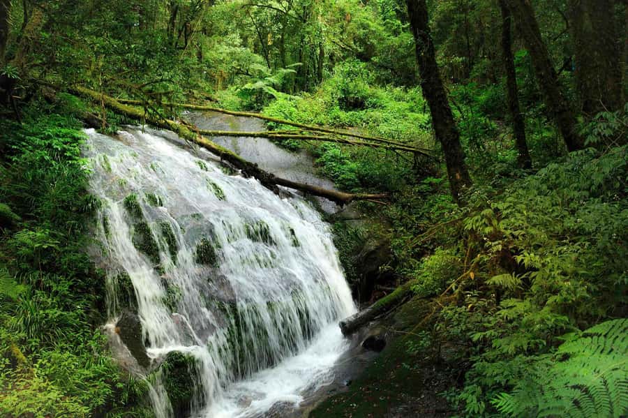 Chiang Mai: Doi Inthanon National Park, Waterfall & Lunch - Pickup, group size, and how the day actually flows
