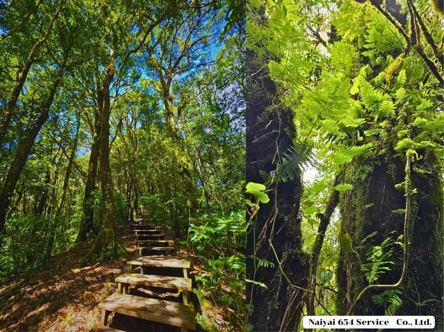 Chiang Mai: Doi Inthanon One-Day Tour with a Private Driver - Doi Inthanon National Park: reaching the high point of Thailand