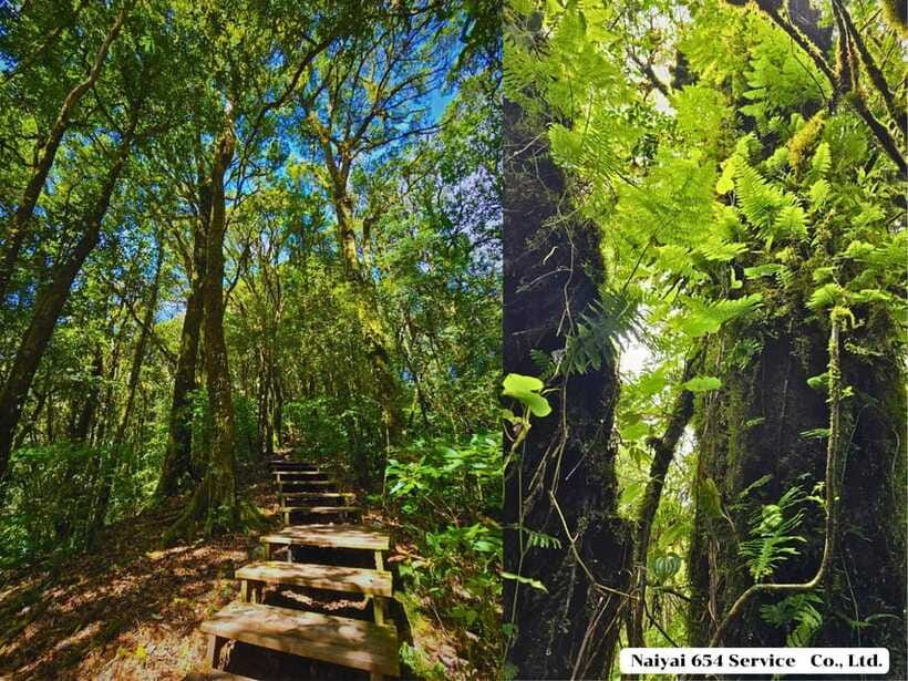 Chiang Mai: Doi Inthanon One-Day Tour with a Private Driver - Ang Ka Nature Trail (optional): the mossy boardwalk break