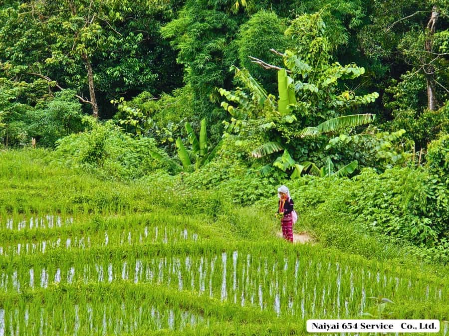 Chiang Mai: Doi Inthanon One-Day Tour with a Private Driver - Pickup timing in Chiang Mai: why the morning start matters