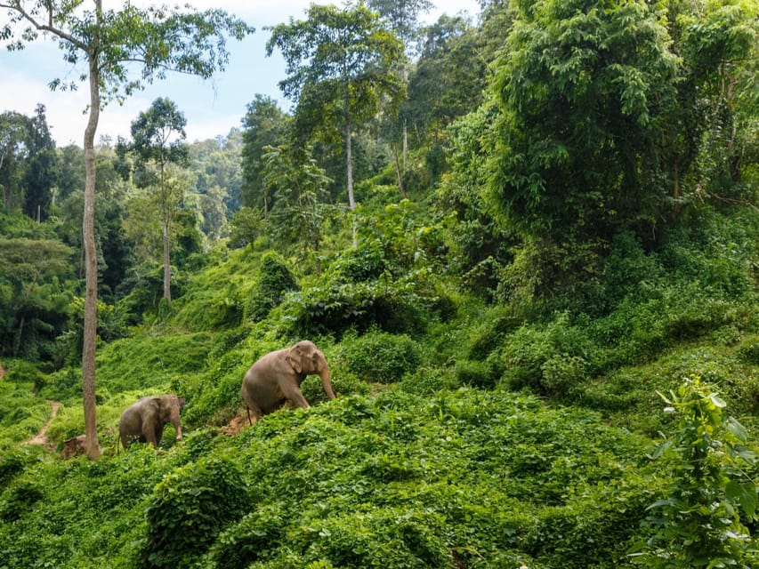 Chiang Mai: Doi Inthanon Park and Pha Dok Siew Trail Trek - Key things you’ll notice on this Doi Inthanon day