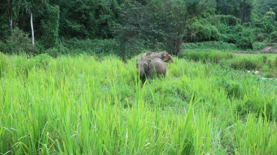 Chiang Mai: Doi Inthanon Park Hiking & Elephants Sanctuary - Why this Doi Inthanon + elephants day trip feels different