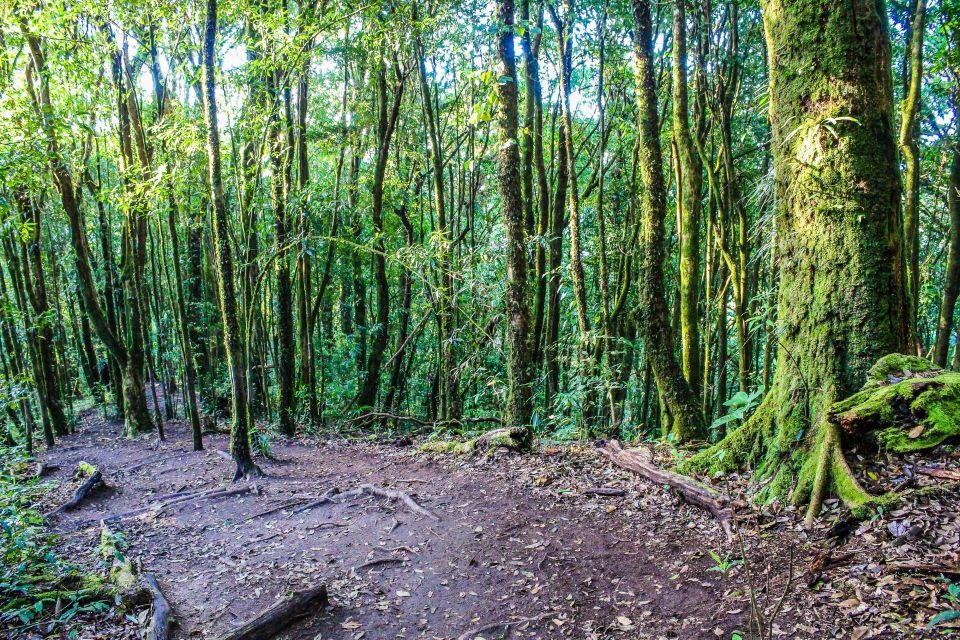 Chiang Mai: Doi Inthanon, Waterfalls, & Tribal Villages Tour - Lunch and the practical reality of a set menu