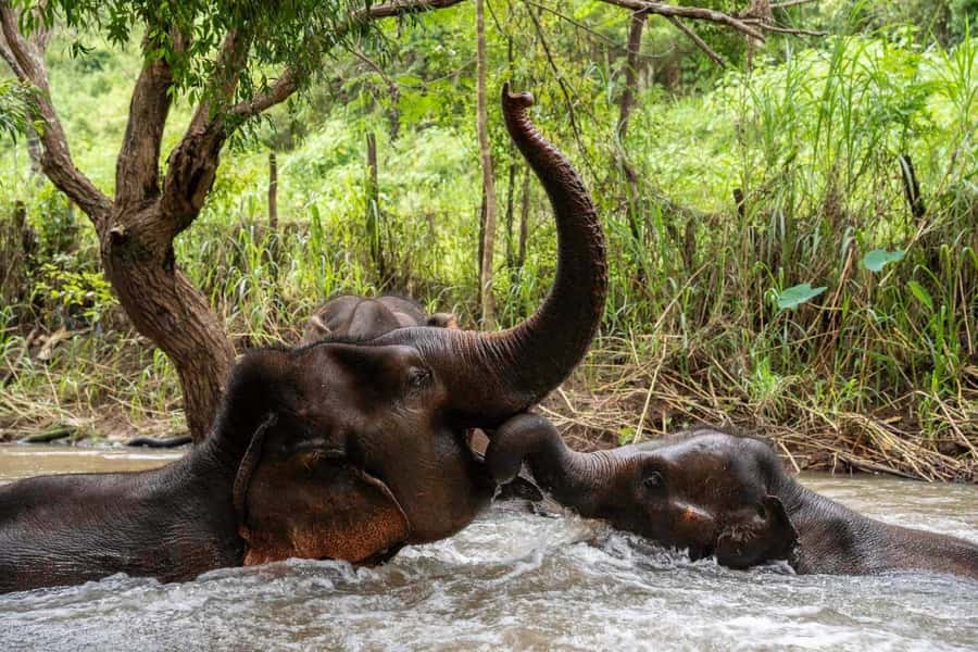 Chiang Mai: Elephant Dream Project Sanctuary - Full Day - Price and Value: Is $73 a Fair Deal for This Kind of Day?