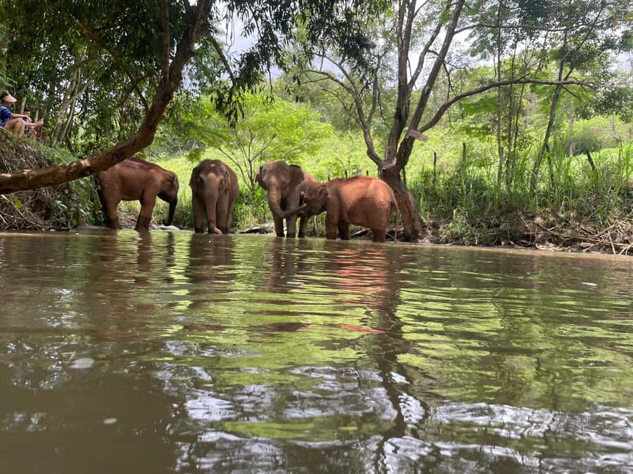 Chiang Mai: Elephant Dream Project Sanctuary - Full Day - How the Full-Day Schedule Flows (and why it matters)