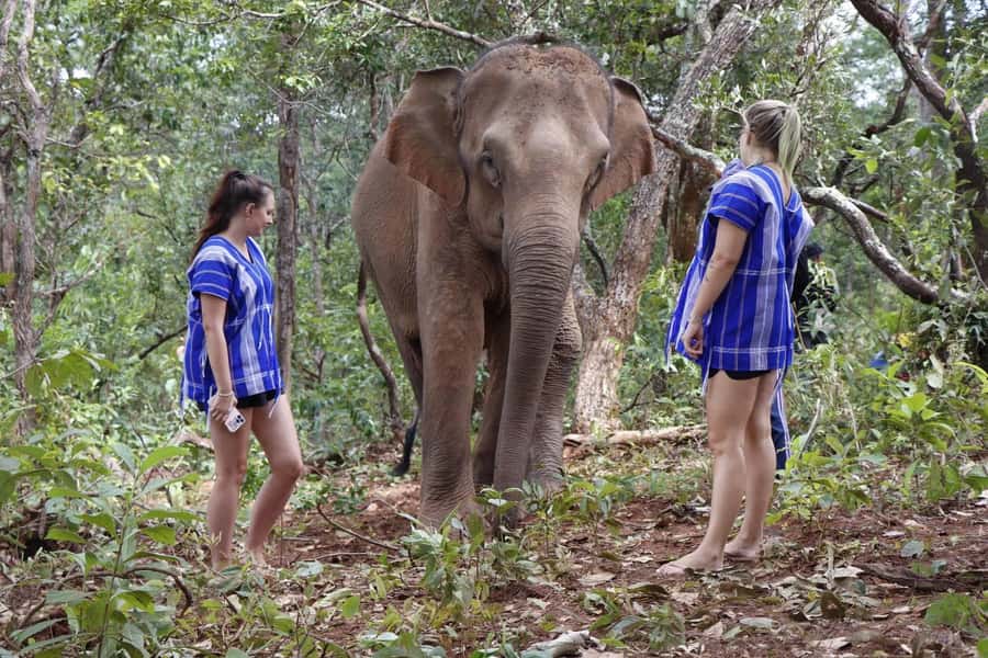 Chiang Mai: Elephant Dream Project Sanctuary - Full Day - Entering the Sanctuary Day: Food Prep, Feeding, and Elephant-First Rules