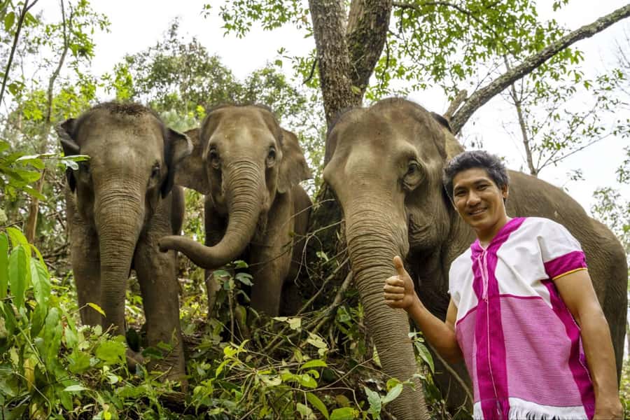 Chiang Mai: Elephant Dream Project Sanctuary - Full Day - Your Expert Guide: Why Local Elephant Knowledge Changes the Whole Day