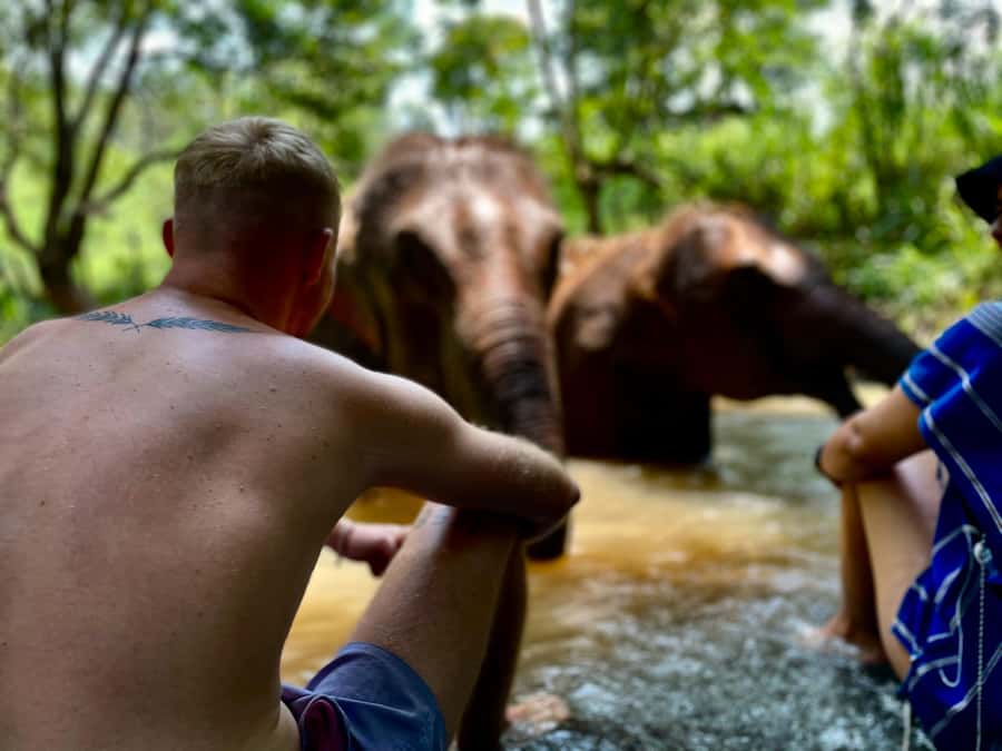 Chiang Mai: Elephant Dream Project Sanctuary - Full Day - Lunch in the Middle: Thai Food and Seasonal Fruit Reset
