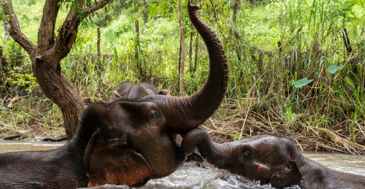 Chiang Mai: Elephant Dream Project Sanctuary - Full Day - The Waterfall Stop: Rest Time and a Chance to See Elephants Use Water