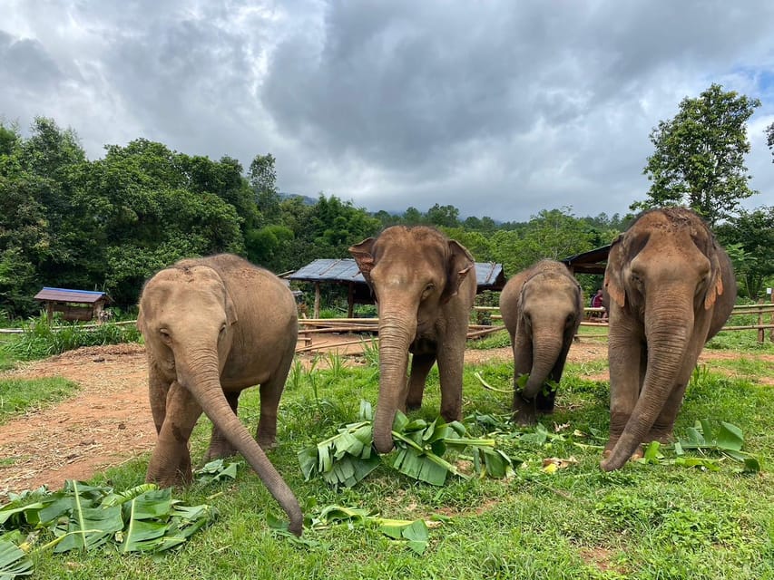 Chiang Mai: Elephant Dream Project Sanctuary - Half-Day - Why Elephant Dream Project feels different from the usual elephant tours