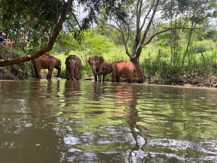 Chiang Mai: Elephant Dream Project Sanctuary - Half-Day - Lunch in the village: Thai flavors and a welcome reset
