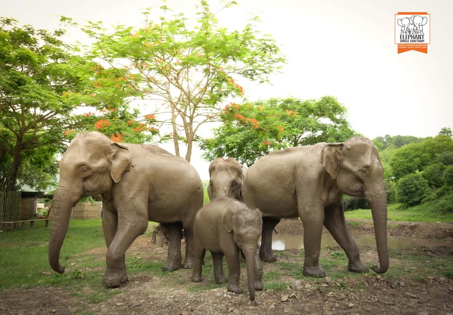 Chiang Mai: Elephant Jungle Sanctuary with Lunch & Transfer - Key things I’d circle before you book