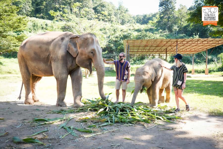 Chiang Mai: Elephant Jungle Sanctuary with Lunch & Transfer - Price and value: is $61 a fair deal for a full elephant day?