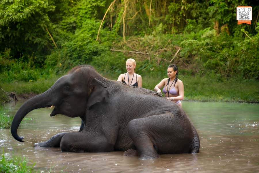 Chiang Mai: Elephant Jungle Sanctuary with Lunch & Transfer - First stop inside the sanctuary: break, safety briefing, and calm rules