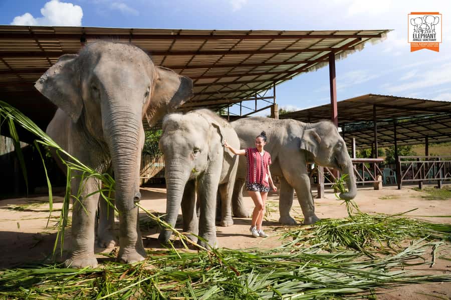 Chiang Mai: Elephant Jungle Sanctuary with Lunch & Transfer - Karen clothing + feeding bananas and sugar cane: your first real connection
