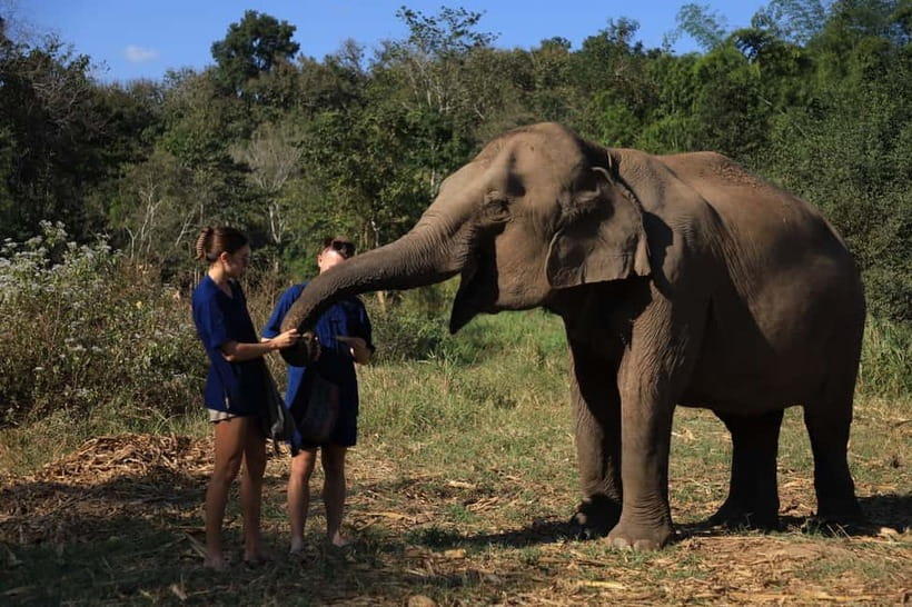 Chiang Mai: Elephant Sanctuary & Bamboo Rafting - Elephant time that feels more respectful than performative