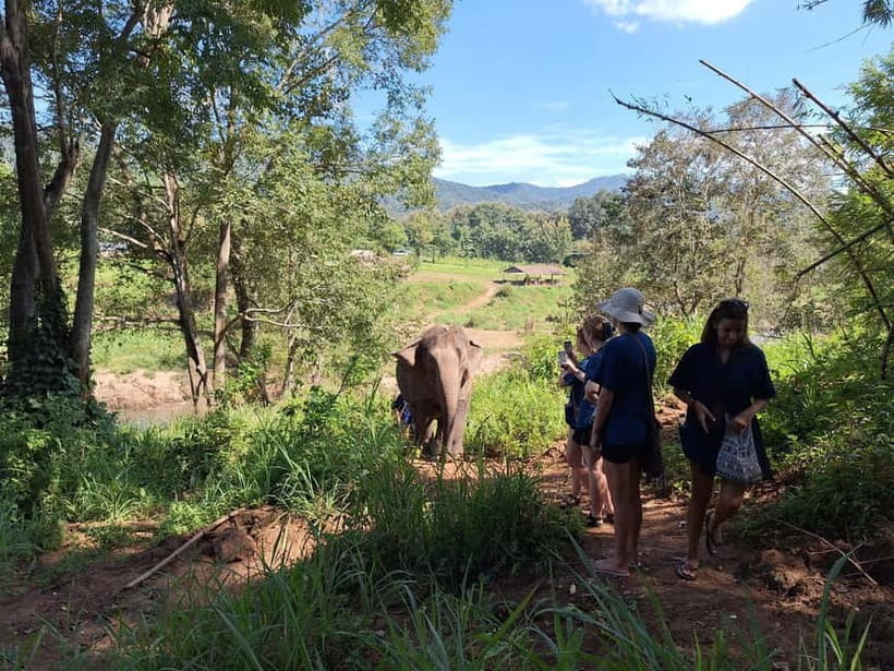 Chiang Mai: Elephant Sanctuary & Bamboo Rafting - 10:45–12:00: meet the elephants, feed and walk (with welfare boundaries)