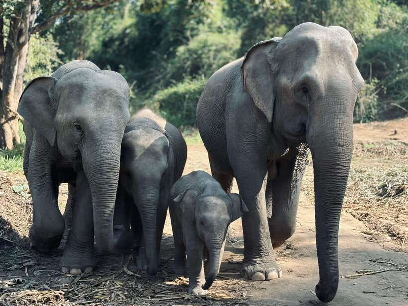 Chiang Mai: Elephant Sanctuary Feeding Program Half-Day Tour - Entering the sanctuary mindset: ethical interaction that matters