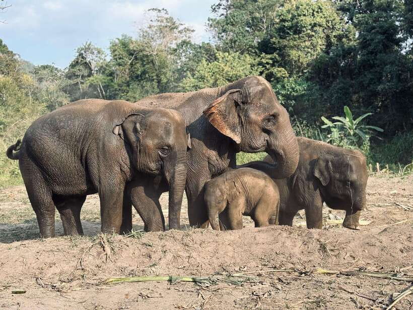 Chiang Mai: Elephant Sanctuary Feeding Program Half-Day Tour - Pon Elephant Thailand: getting briefed and learning how to behave