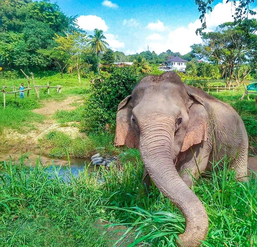 Chiang Mai: Elephant Sanctuary Guided Tour in Spanish - Bathing time: what you’ll need and how to prep mentally